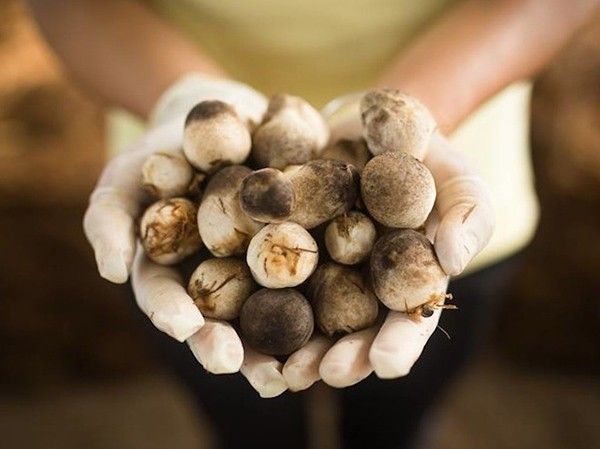 [Bật mí] Cách sử dụng nấm giảm cân cho phái đẹp
